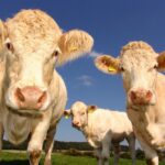 retraite agricole en France